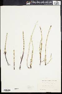 Equisetum palustre image