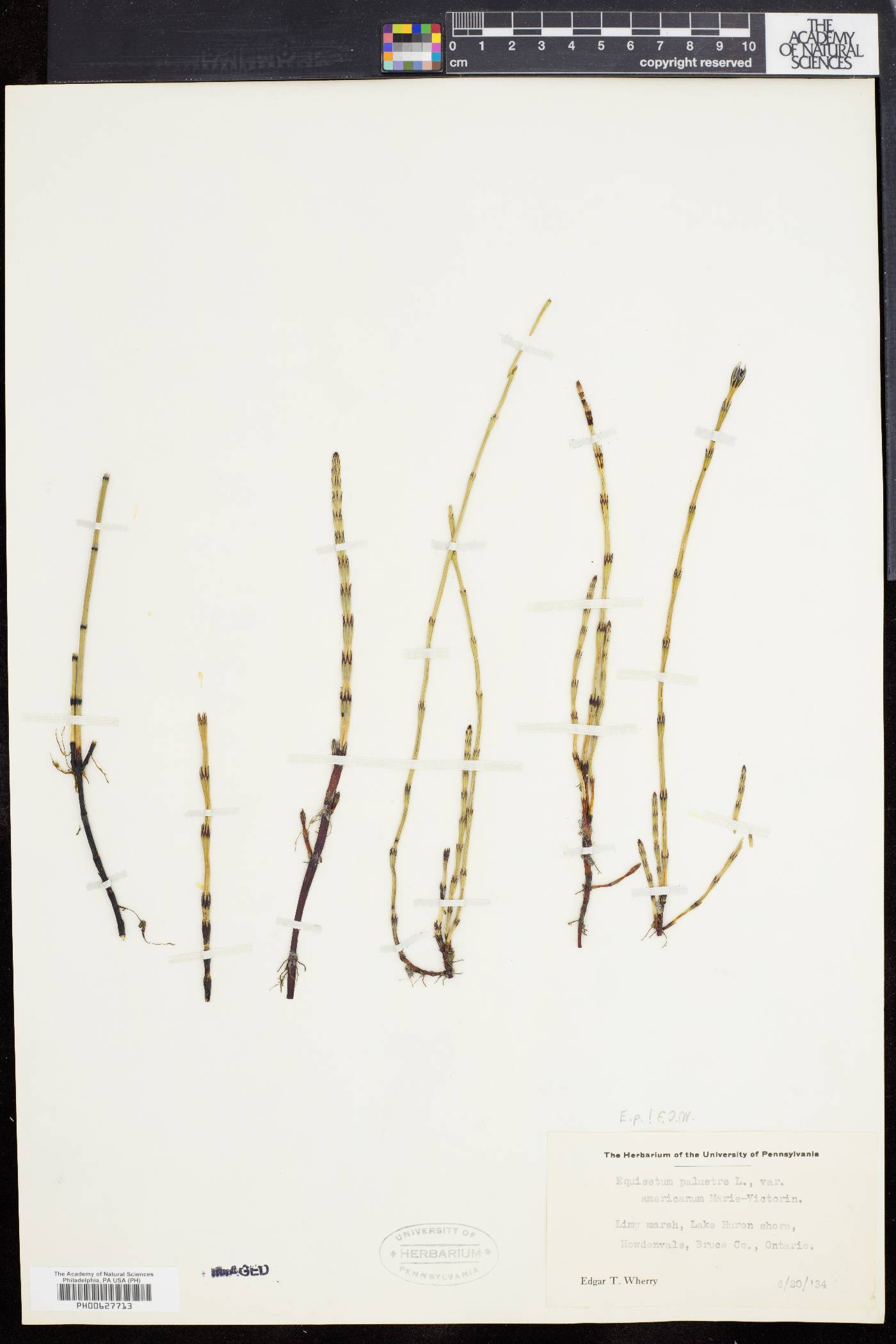 Equisetum palustre image