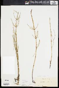 Equisetum palustre image
