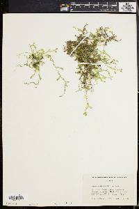 Selaginella apoda image