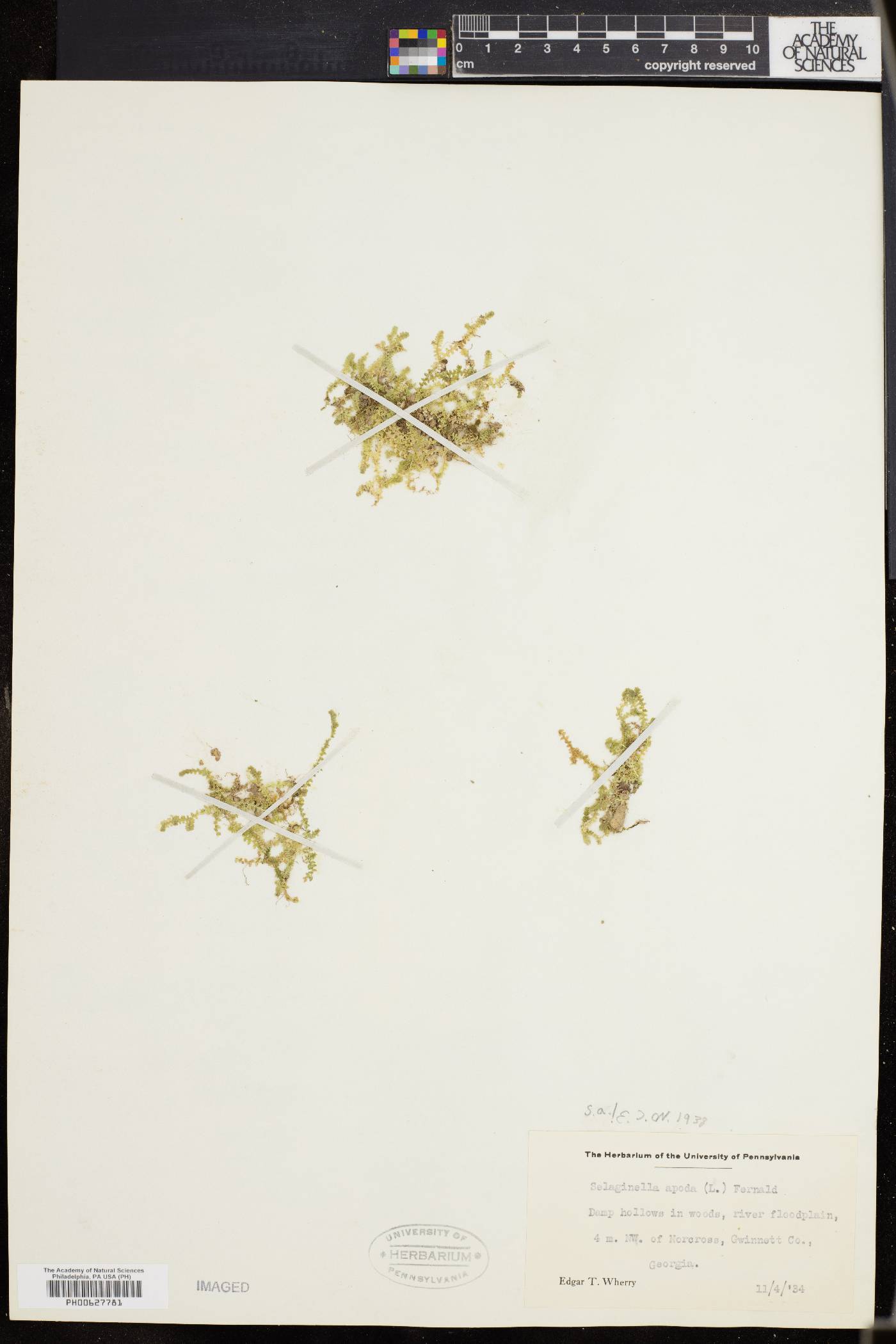 Selaginella apoda image