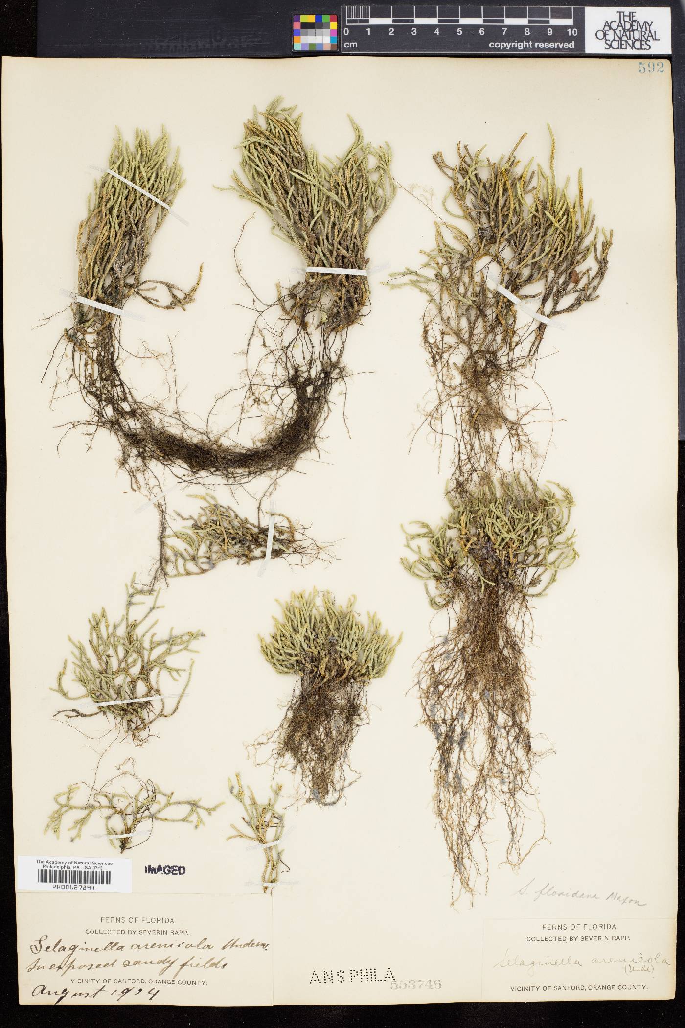 Selaginella floridana image
