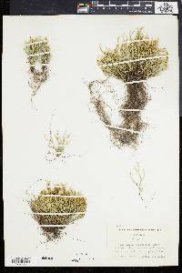 Selaginella floridana image
