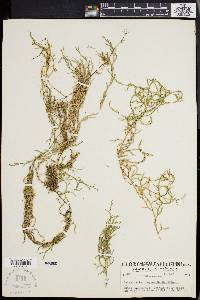 Selaginella oregana image