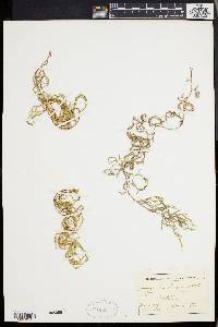 Selaginella oregana image