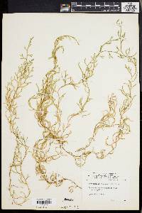 Selaginella oregana image