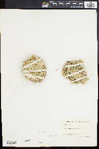 Selaginella pringlei image