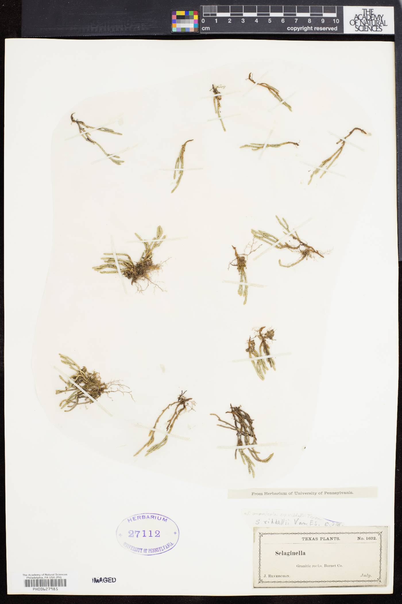 Selaginella riddellii image