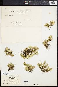 Selaginella rupestris image