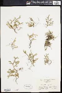 Selaginella rupestris image