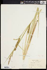 Carex lacustris image