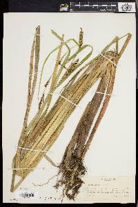 Carex lacustris image