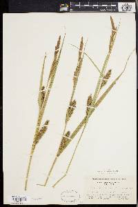 Carex lacustris image