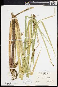 Carex lacustris image