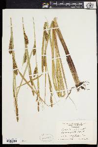 Carex lacustris image