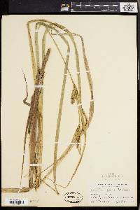 Carex lacustris image