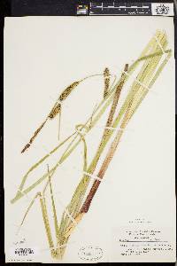 Carex lacustris image