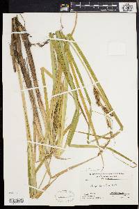 Carex lacustris image