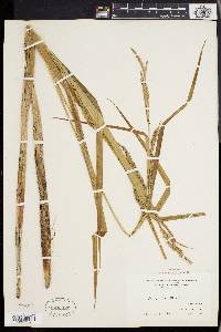 Carex lacustris image