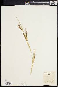 Carex lacustris image