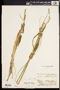 Carex lacustris image