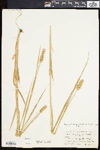 Carex laevivaginata image