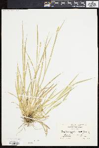 Carex laevivaginata image