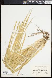 Carex laevivaginata image