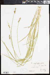 Carex laevivaginata image