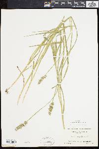 Carex laevivaginata image