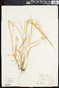 Carex laevivaginata image