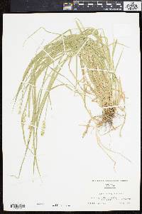 Carex laevivaginata image