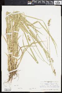 Carex laevivaginata image