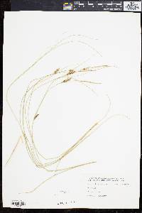 Carex lasiocarpa image