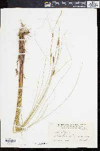 Carex lasiocarpa image