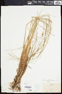 Carex lasiocarpa image