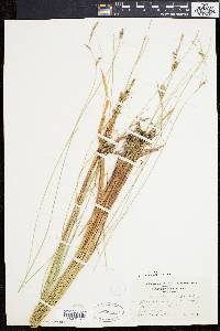 Carex lasiocarpa image