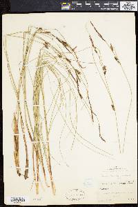 Carex lasiocarpa image