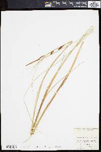 Carex lasiocarpa image