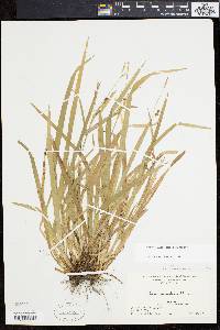 Carex laxiculmis image