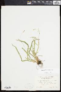 Carex laxiculmis image