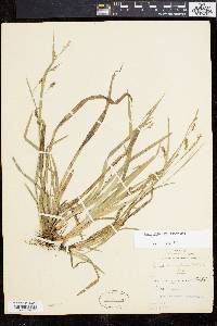 Carex laxiculmis image