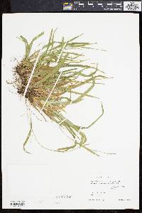 Carex laxiculmis image