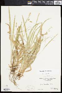 Carex laxiculmis image