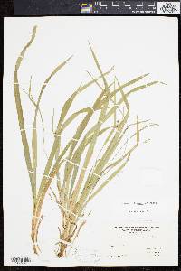 Carex laxiculmis image