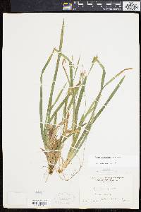 Carex laxiculmis image