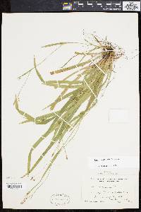 Carex laxiculmis image