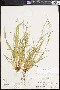 Carex laxiculmis image