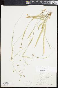 Carex laxiculmis image