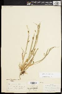 Carex laxiculmis image